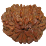 GOWRI SHANKAR RUDRAKSHA