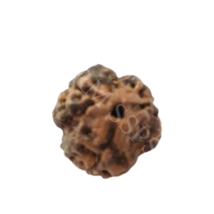3 FACE RUDRAKSHA