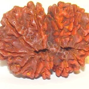 13 FACE RUDRAKSHA