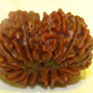 18 FACE RUDRAKSHA