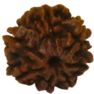 11 FACE RUDRAKSHA