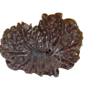14 FACE RUDRAKSHA