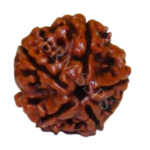 5 FACE RUDRAKSHA(H.R)
