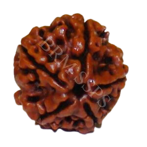 5 FACE RUDRAKSHA(H.R)