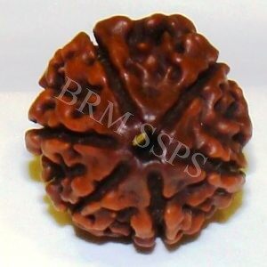 6 FACE RUDRAKSHA