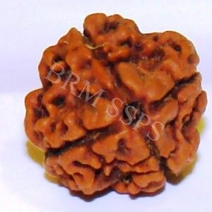 4 FACE RUDRAKSHA (H.R.C)