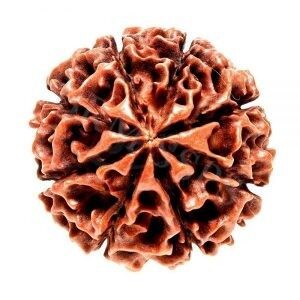 8 FACE RUDRAKSHA