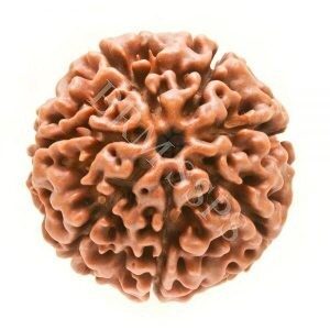 7 FACE RUDRAKSHA