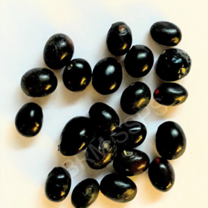 Black guru ginjalu