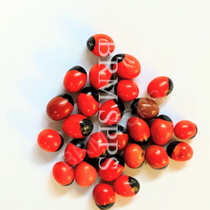 Red guru ginjalu