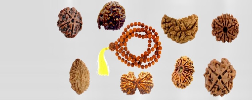 All Rudraksha