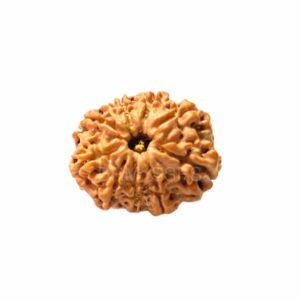 9 Mukhi Rudraksha (Original & Certified)