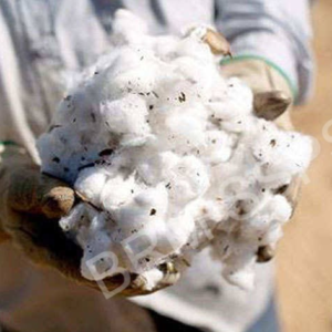 Ginjala cotton